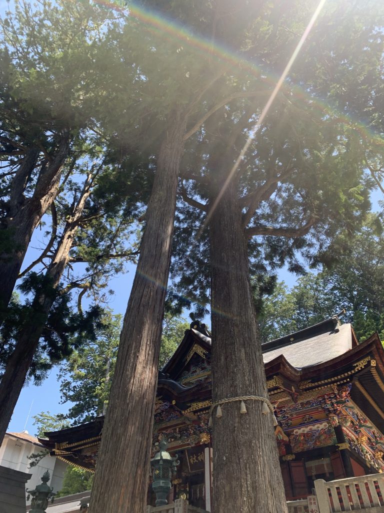 三峯神社のご神木様